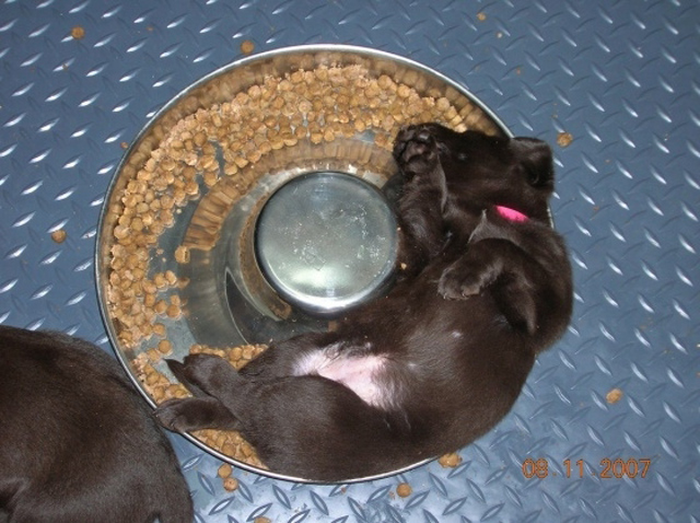 9 fotos de cachorros que dormiram na hora de comer