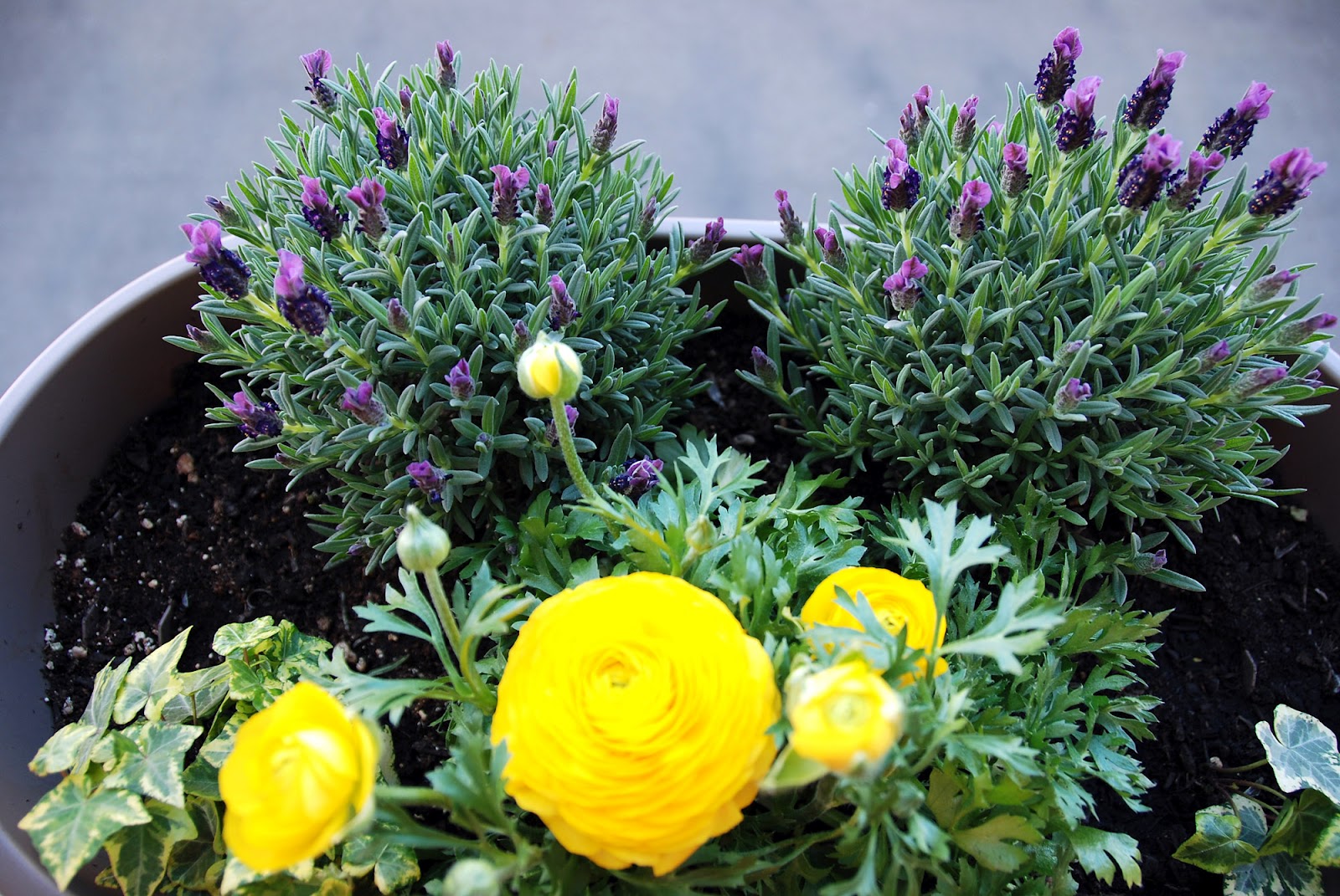Il mondo in un giardino: lavanda inglese, margherita africana e le ...