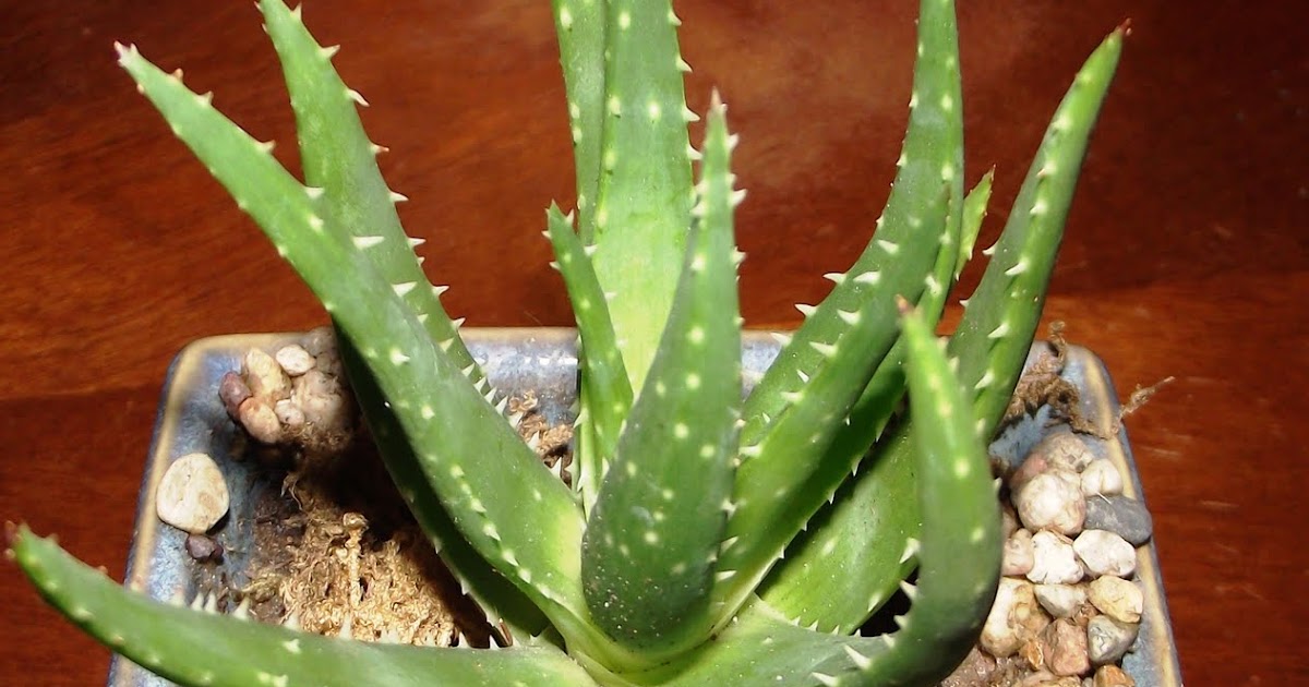 PattyC Aloe plant &amp; And a Christmas Ornament for 2011