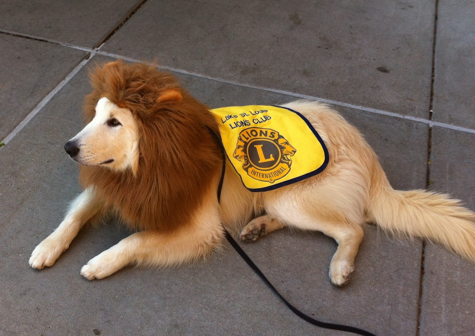 Cheap Dog Grooming Nyc Cheap Dog Grooming Nyc