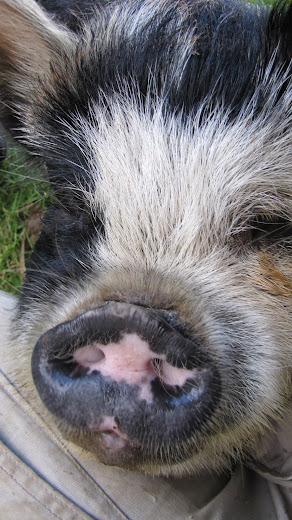 kunekune pig new zealand north island wwoof workaway