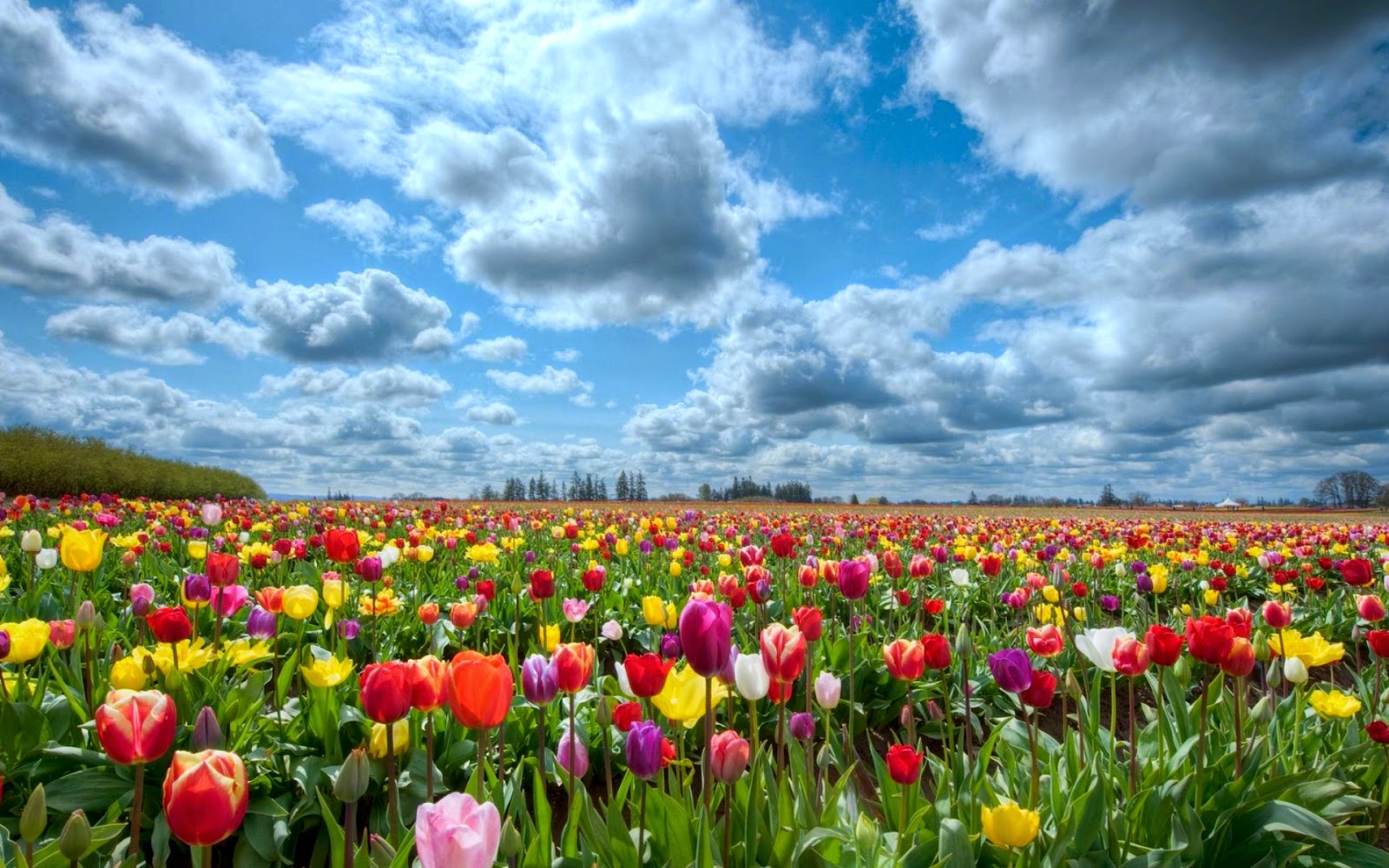 Colourful Flower in Valley Wallpaper - WallpapersXplore | Free HD