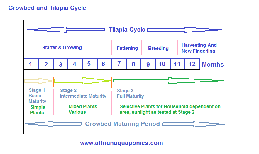 Affnan's Aquaponics Growbed Period and Tilapia Cycle.