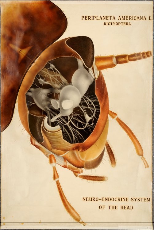 Mouthparts Of Cockroach