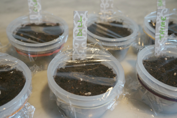 plastic wrapped seed pots