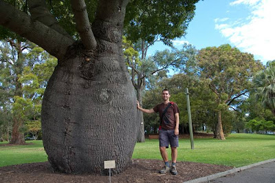 The Queensland Bottle Tree — Brachychiton Rupestris The Queensland Bottle Tree (Brachychiton rupestris) originally classified in the family Sterculiaceae, which is now within Malvaceae, is native of Queensland, Australia. Its grossly swollen trunk gives it a remarkable appearance and gives rise to the name. As a succulent, drought-deciduous tree, it is tolerant of a range of various soils, and temperatures.