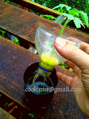 tomat tomat, hidroponik