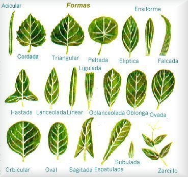 FUNCION DE LAS HOJAS EN LA PLANTA funcion de las hojas en la planta: