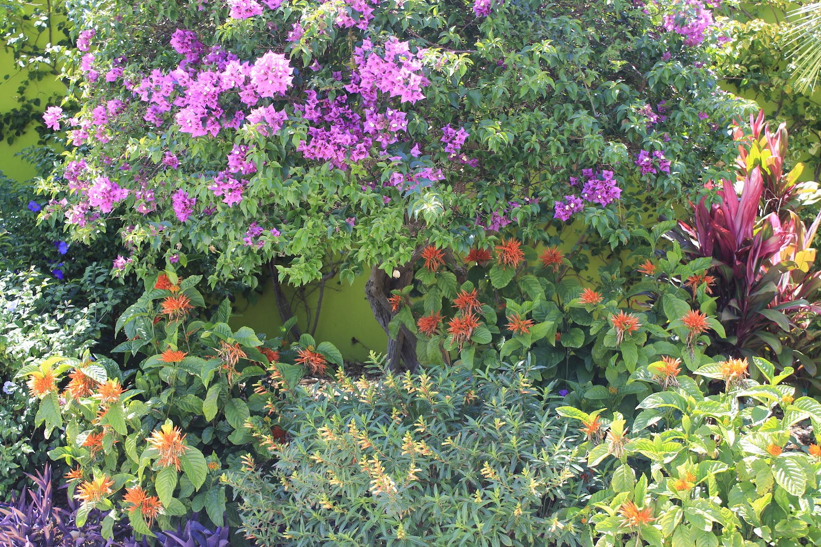 figs flowers food NAPLES BOTANICAL GARDENS FLORIDA