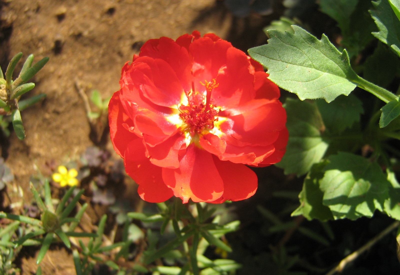 Blind Love WORDLESS WEDNESDAY (34) Ten o'clock flower