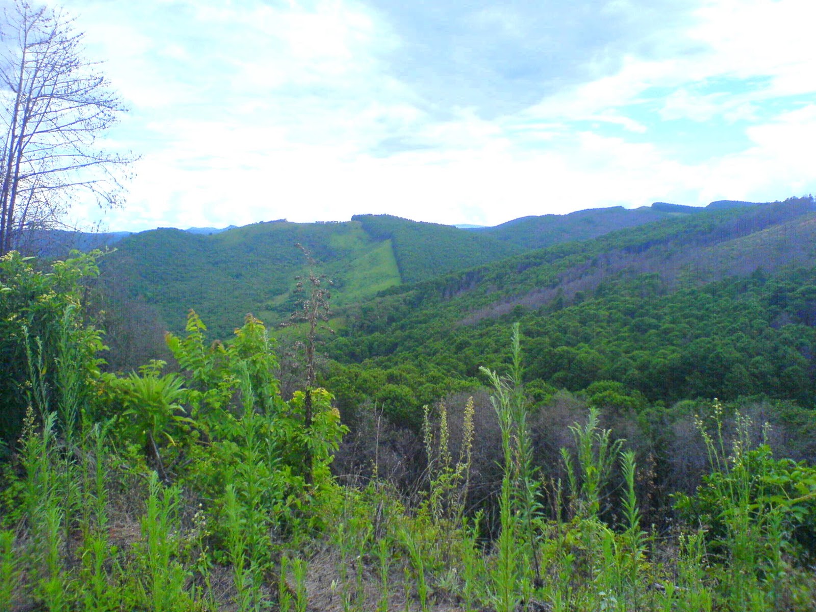 The largest man made forest in Africa Viphya Forest (Photos) BOOMSbeat