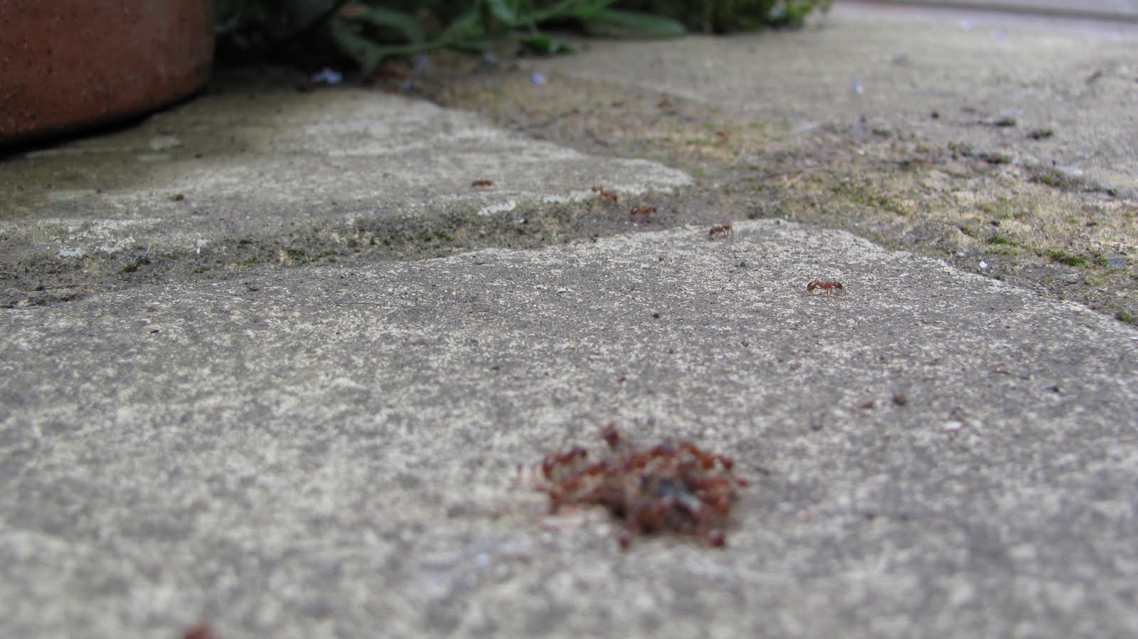 Tales from a tiny garden Red Ants!