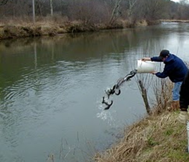 Harrisburg, PA ? Anglers from across the state have been helping the ... Harrisburg, PA ? Anglers from across the state have been helping the ...