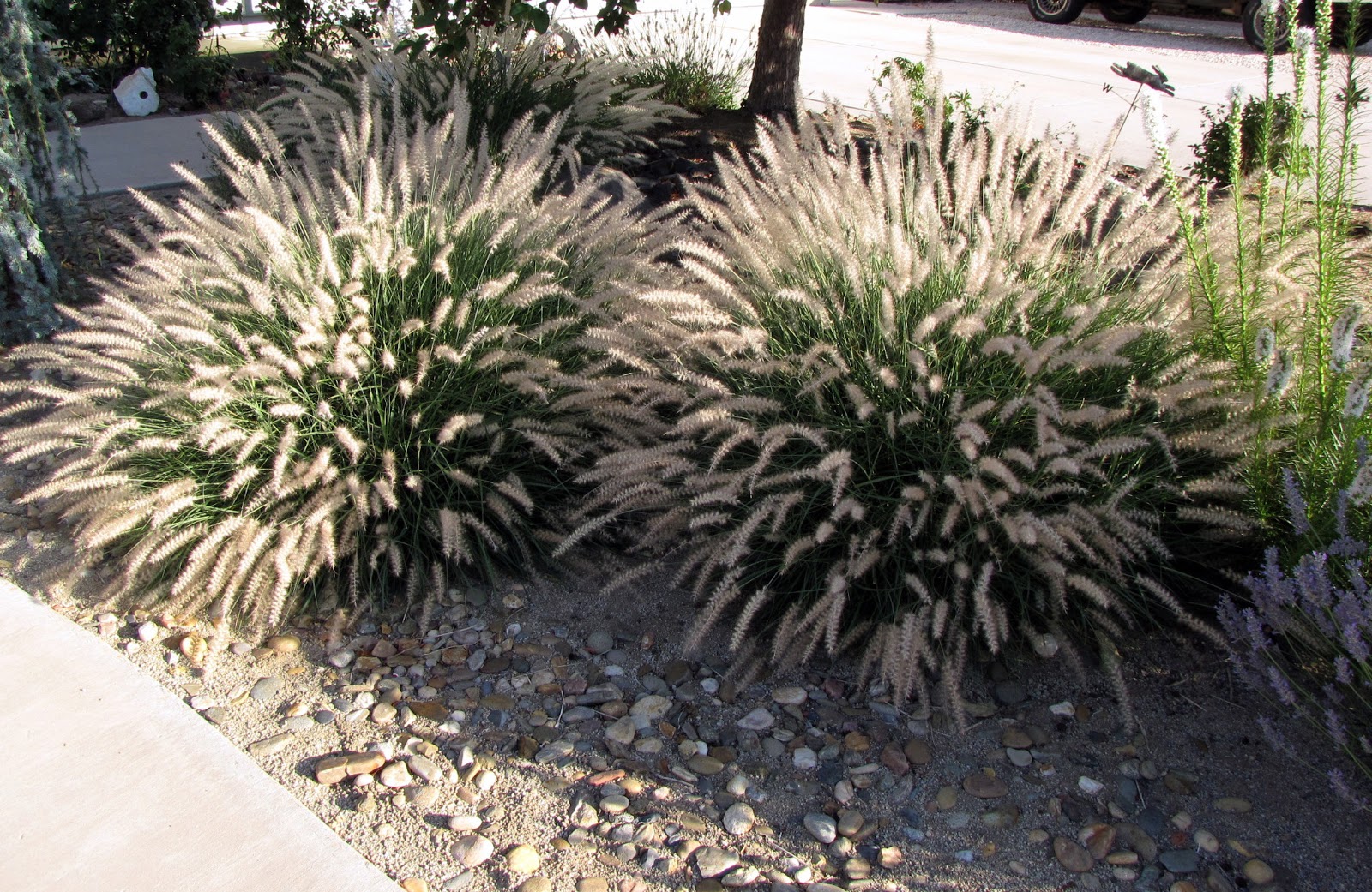 The Art of Landscaping DogFriendly Landscaping