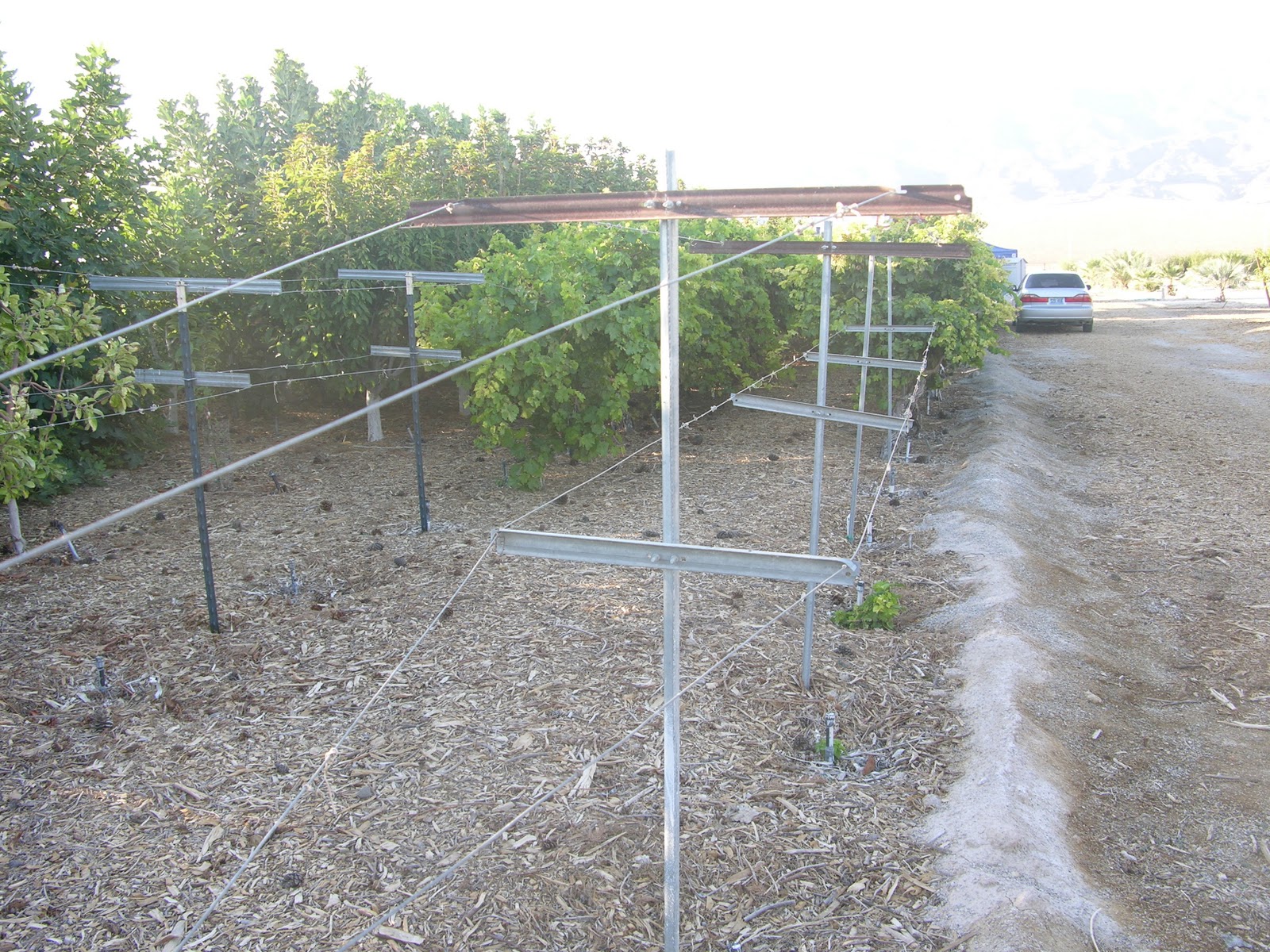 Free 28 Grape Trellis Wire Wildlife Grape Trellis Backyard