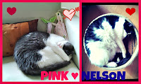 Pink ♥ Nelson
