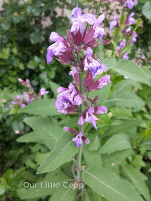 Herb Sage flowers in bloom Herb Sage flowers in bloom