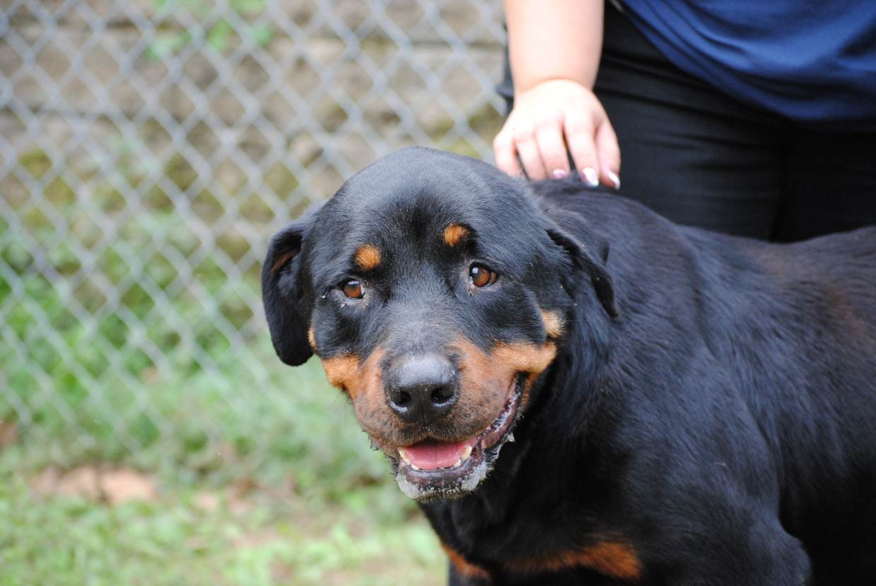 rottweiler rescue ga lizardmarsh atlanta ga large loving hw rottie is extremely urgent update rottweiler rescue ga lizardmarsh atlanta ga large loving hw rottie is extremely urgent update