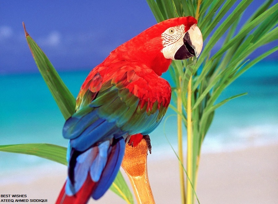 Pink kawaii hair pictures, photos, and images for facebook, tumblr Colourful Cute Parrots | HD Desktop Wallpaper Collections