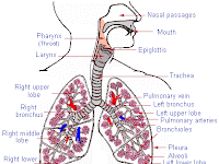 Lung Diagram Labeled Lung Diagram Labeled