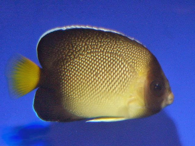 Indonesian Marine Fish And Coral Index Angel Anthias Banner Fish