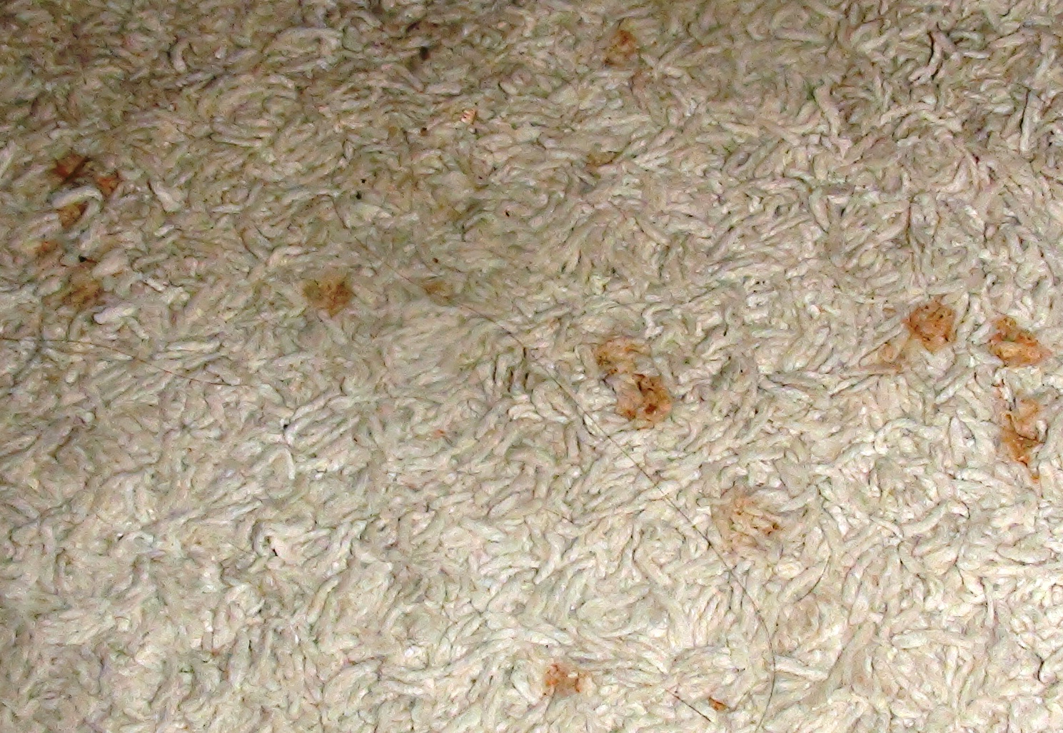 The Path to an Organized Tomorrow Organized Cleaning Carpet Stain Removal