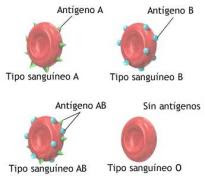 ¿Qué pintan aquí estos glóbulos rojos si no es su tema?