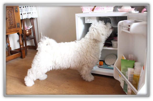 What's in my Beauty Fridge korean cosmetics skincare makeup kbeauty cute kawai refrigerator tag Jofee maltese puppy dog What's in my Beauty Fridge korean cosmetics skincare makeup kbeauty cute kawai refrigerator tag Jofee maltese puppy dog