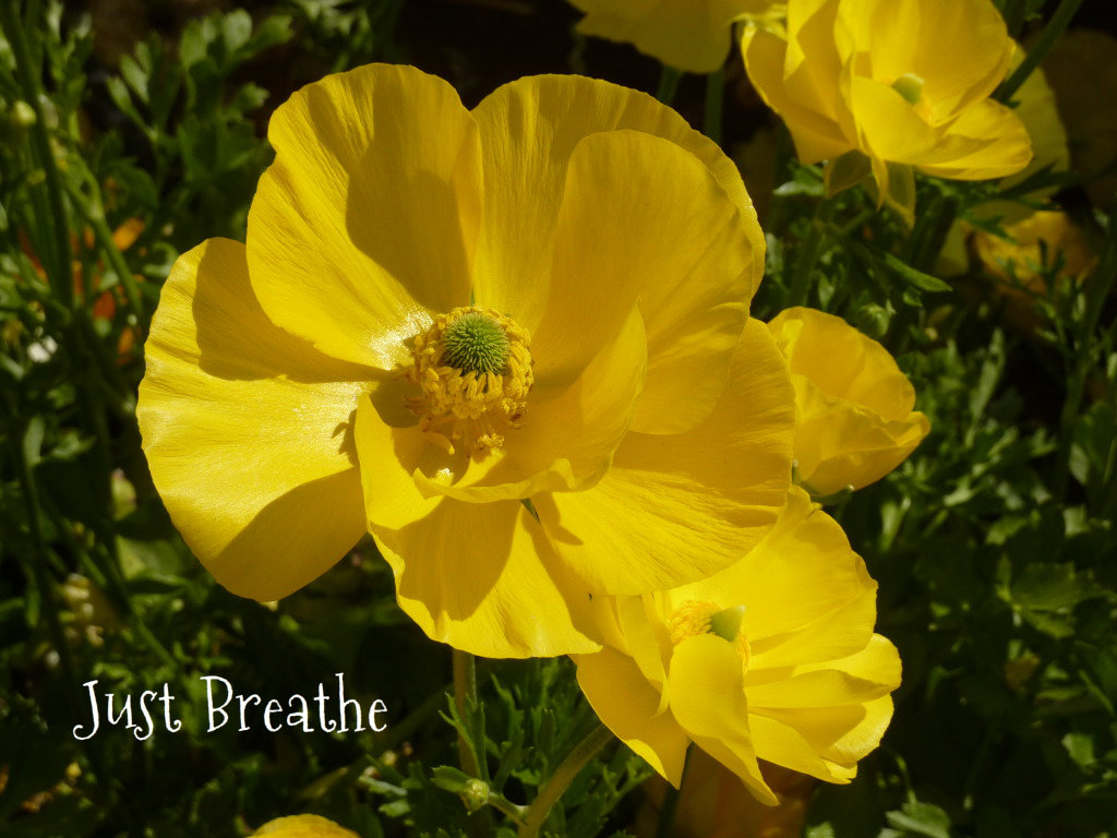 Just Breathe RANUNCULUS