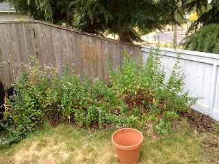 Mint garden, dying back; pot for transplanting mint