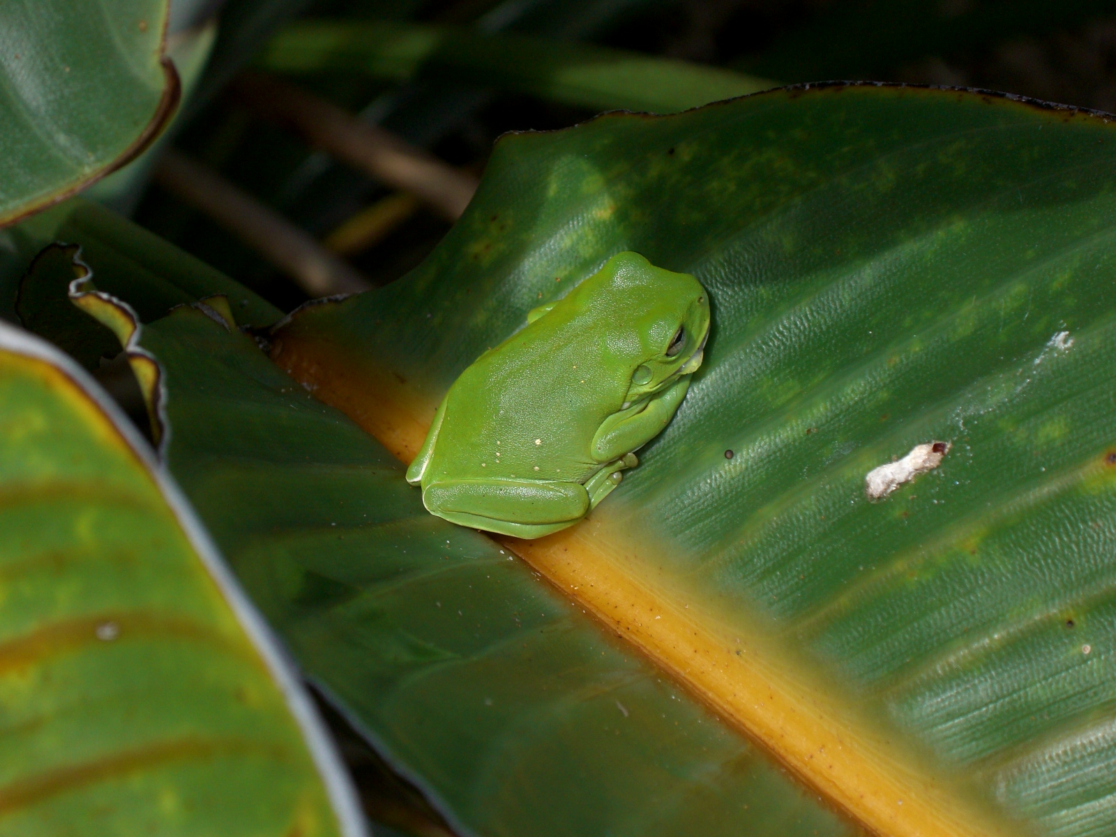 SEMI EXPAT IN OZ We're back... or Byron Bay Part II