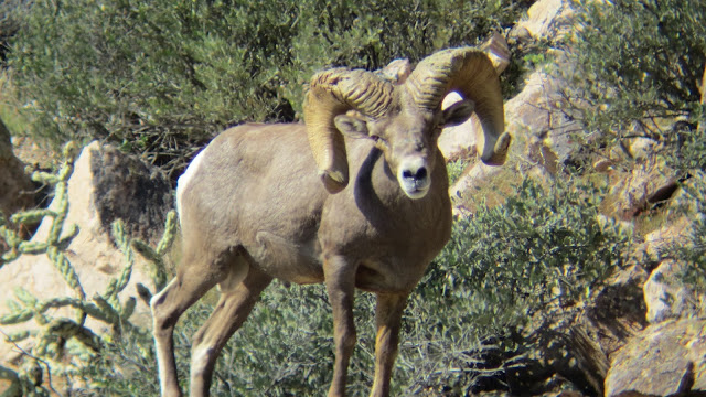 Arizona%2BDesert%2BBighorn%2BSheep%2BHunting%2BThe%2BGnarly%2BRam%2Bwith%2BColburn%2Band%2BScott%2BOutfitters%2B14.JPG