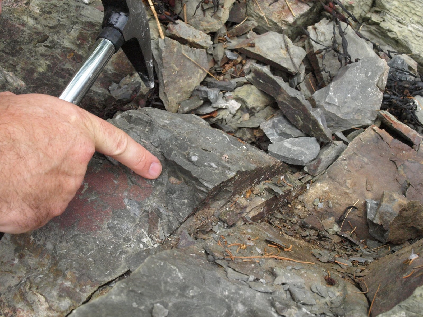 Fossil hunting in Maine Fossil Hunting Trips The Fossil Forum