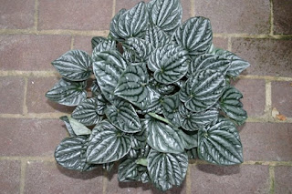 Cisne Negro: PEPEROMIA