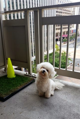Dog Pee Yellow Get To Drink Water Dog Pee Yellow Get To Drink Water