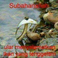 Kumpulan gambar lucu Kumpulan gambar lucu