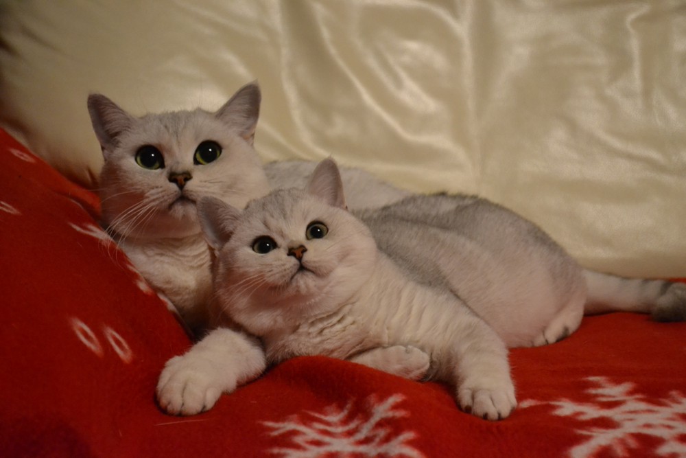 Si Silverbuttons Cattery Of Silver And Golden Shaded British