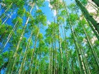 Итоги 106-й недели инвестирования в ПАММ-счета 