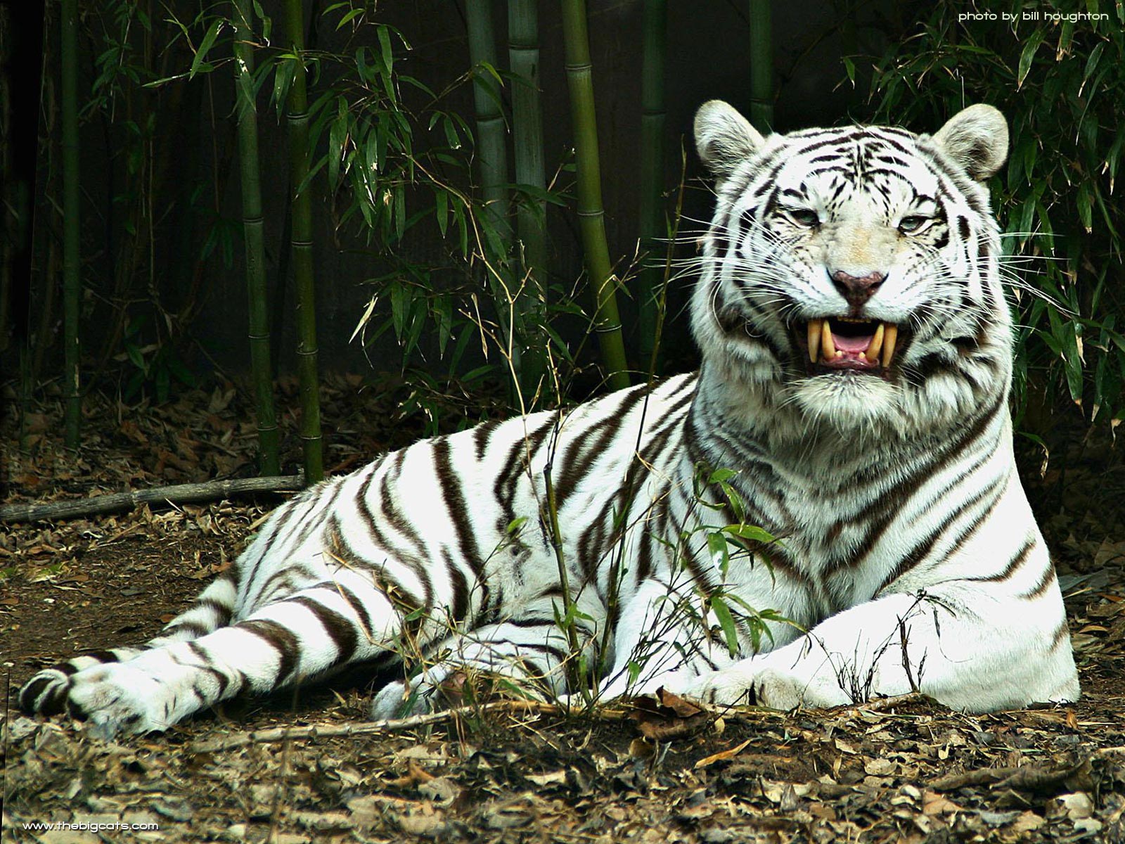 White Tiger Desktop Wallpapers