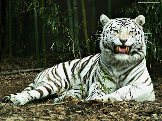 white_tiger_wallpapers_desktop_wallpaper