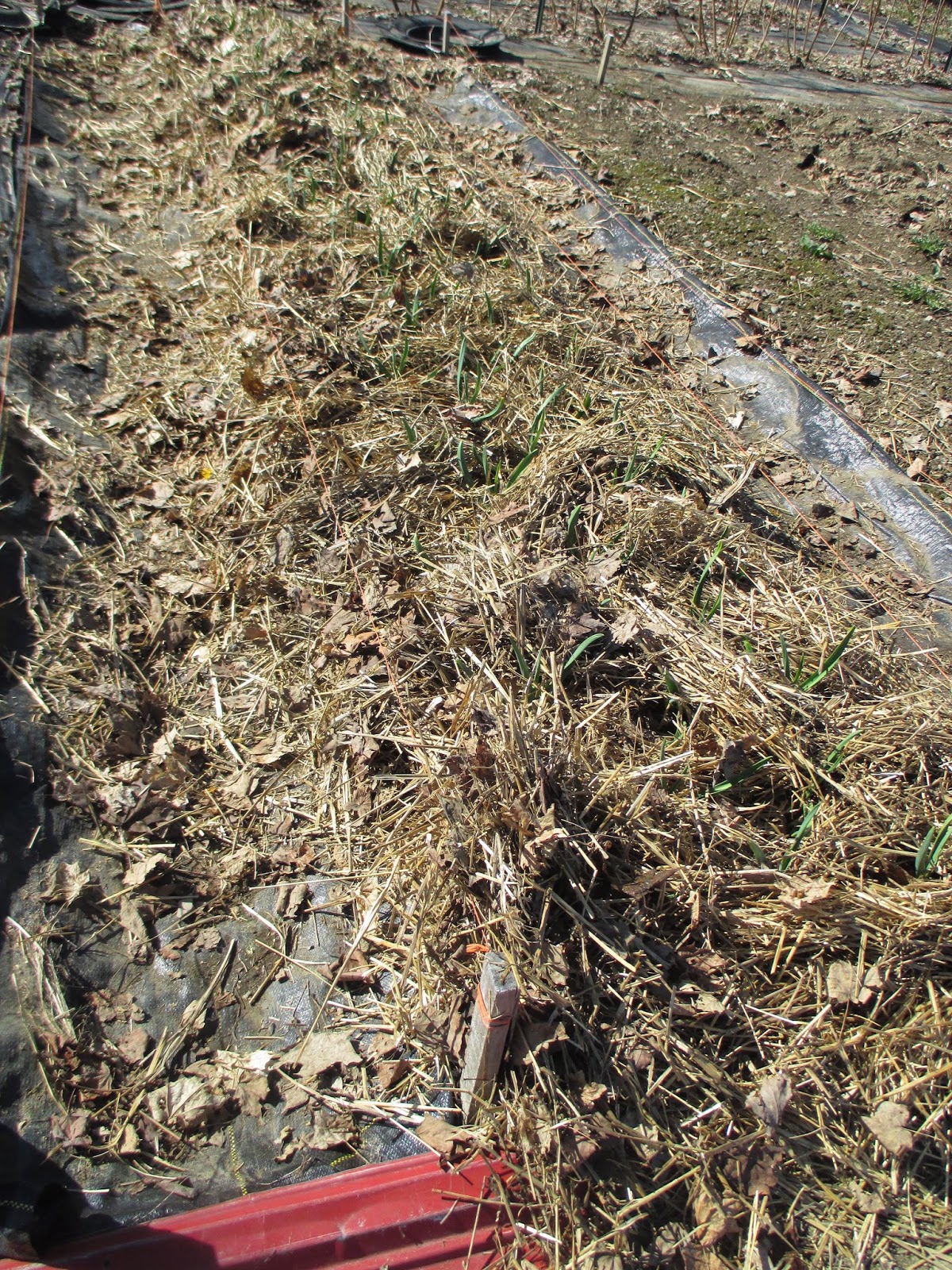 The Deliberate Agrarian The WeedFreeGarlic Bed(Using Plastic Mulch)