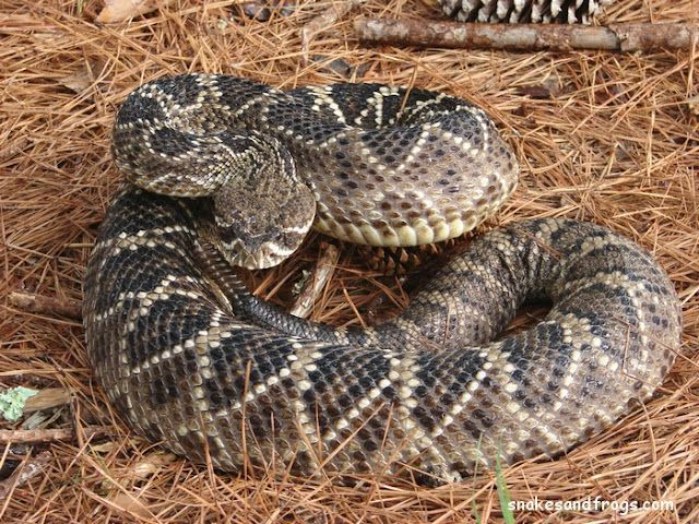 Biggest Snakes in the World Ever Discovered Biggest Snakes in the World