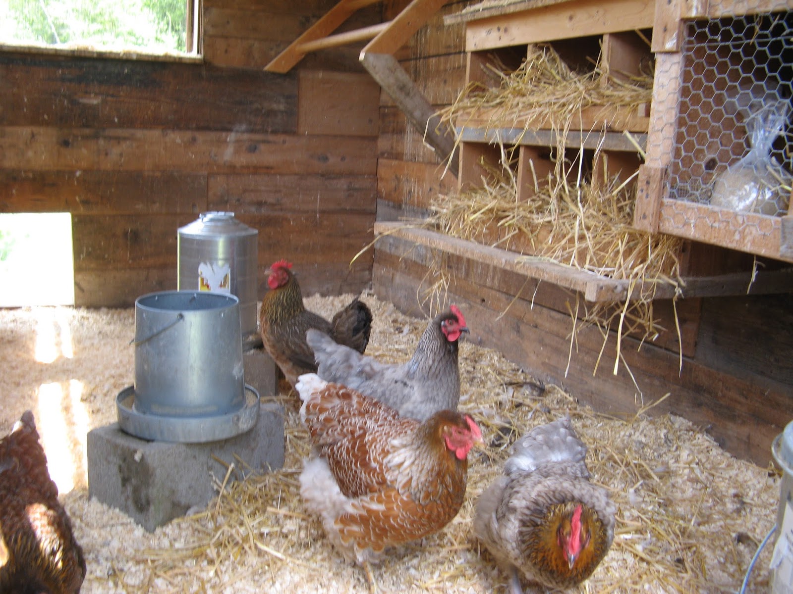 Animal Instinct Tour D' Coop Coop 3