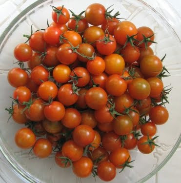 sungold tomatoes