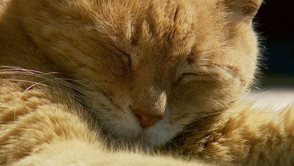 naturally spoken why the mayor of talkeetna alaska is a cat what is a sales clerk