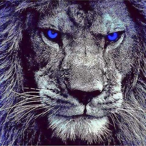 lions. blue eyes