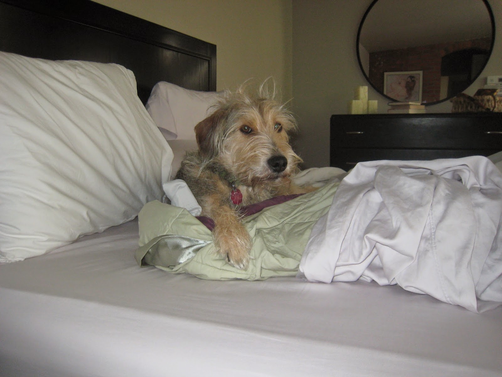 Pet Blog By Bocci Bocci's Beefs Does Your Dog Share Your Bed?