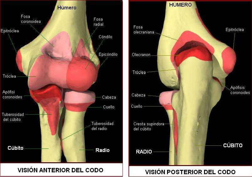 CODO INTERNO codo interno: