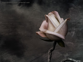 Black rose widescreen desktop images roses