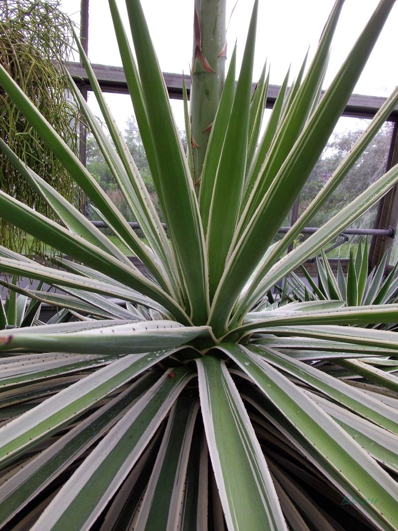 BoSt Notable Inklings Agave The Century Plant